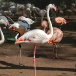 pexels-victorbarborsa-15926234